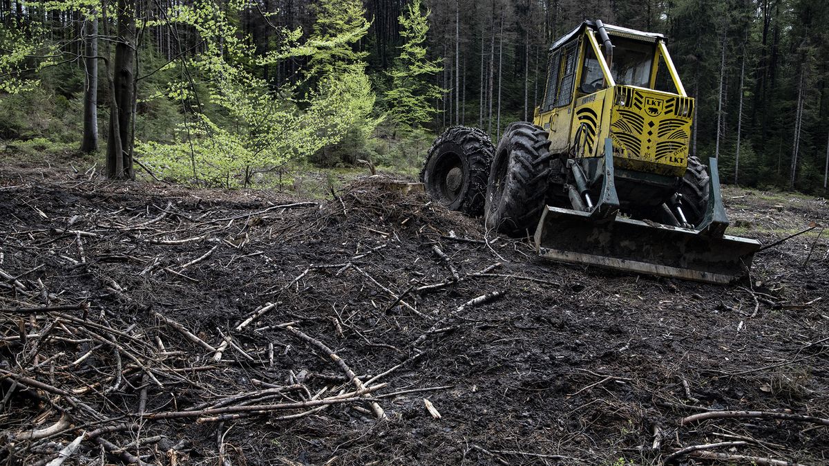 Těžba dřeva v hradeckém kraji vzrostla kvůli kůrovci a živlům na nový rekord